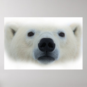 Impressão Trabalho de arte de Poster de Urso Polar