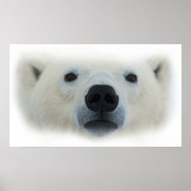Impressão Trabalho de arte de Poster de Urso Polar (Frente)
