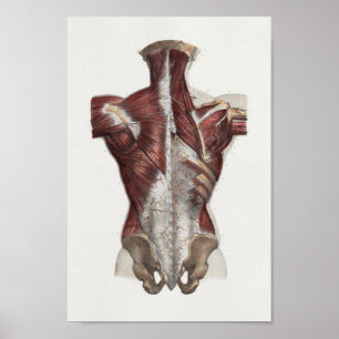 Impressão traseiro da anatomia do vintage de 1867