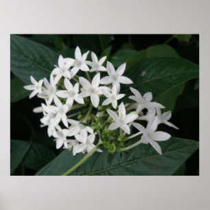 Impressão tropical branco bonito das flores