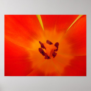 Impressão Tulip Laranja