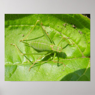 Impressão verde da camuflagem do grilo
