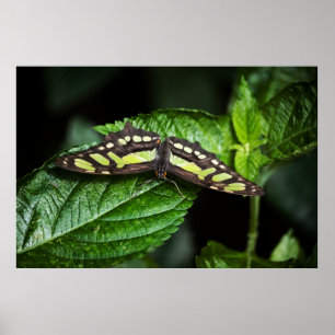 Impressão Verde vibrante