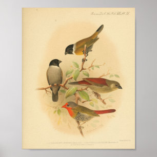 Impressão Vermelho Amarelo de Aves Vintage