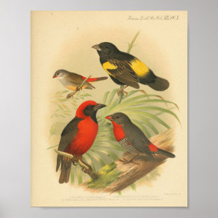 Impressão Vermelho Amarelo de Aves Vintage