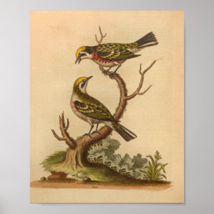 Impressão Vermelho Amarelo Vintage Bird