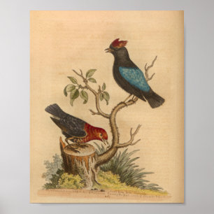 Impressão Vermelho Azul Vintage Bird