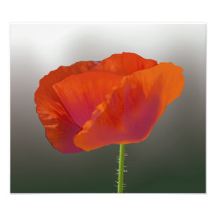 Impressão vermelho da foto da flor da papoila