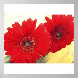 Impressão vermelho das canvas dos Gerberas