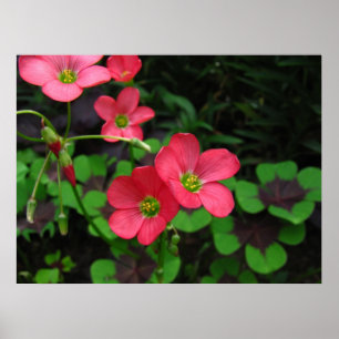 Impressão vermelho do ~ de Oxalis