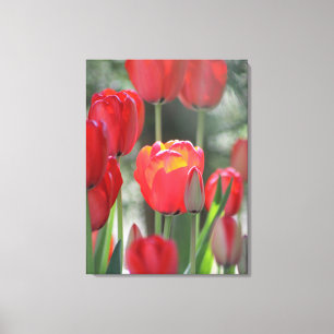 Impressão vermelho Sunlit bonito das canvas da