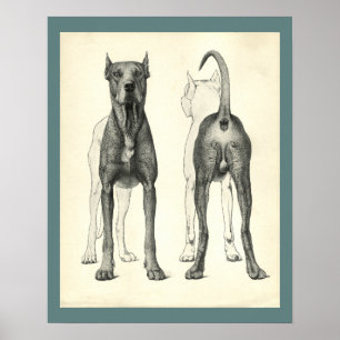 Impressão veterinário da anatomia da topografia 