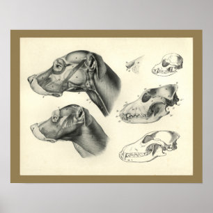 Impressão veterinário da anatomia do músculo da