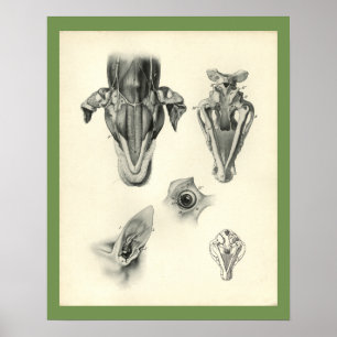 Impressão veterinário da anatomia do músculo da