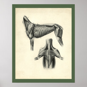 Impressão veterinário da anatomia do músculo do