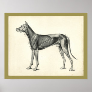Impressão veterinário da anatomia do músculo do
