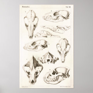 Impressão veterinário da anatomia dos crânios d