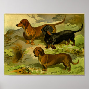 impressão Vintage Dachshances 1881