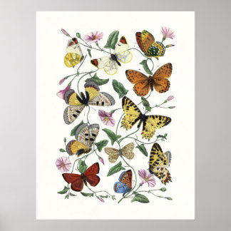 Impressão Vintage de Borboleta & Mariposa, Paul Ge