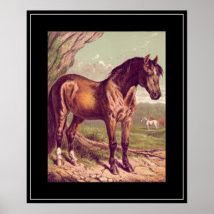 Impressão Vintage de Cavalo do Século XIX