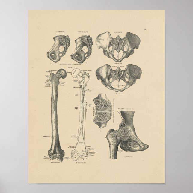 Impressão Vintage Hip Bones Anatomy 1880 (Frente)
