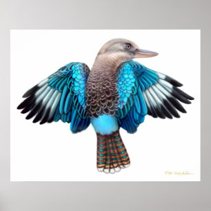 Impressão voado azul de Kookaburra