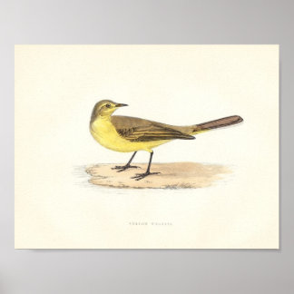 Impressão Wagtail amarelo