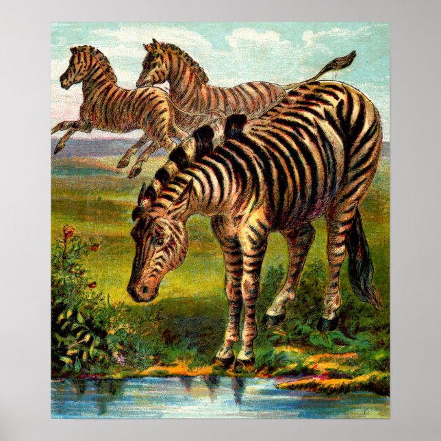 impressão zebras 1900 (Frente)