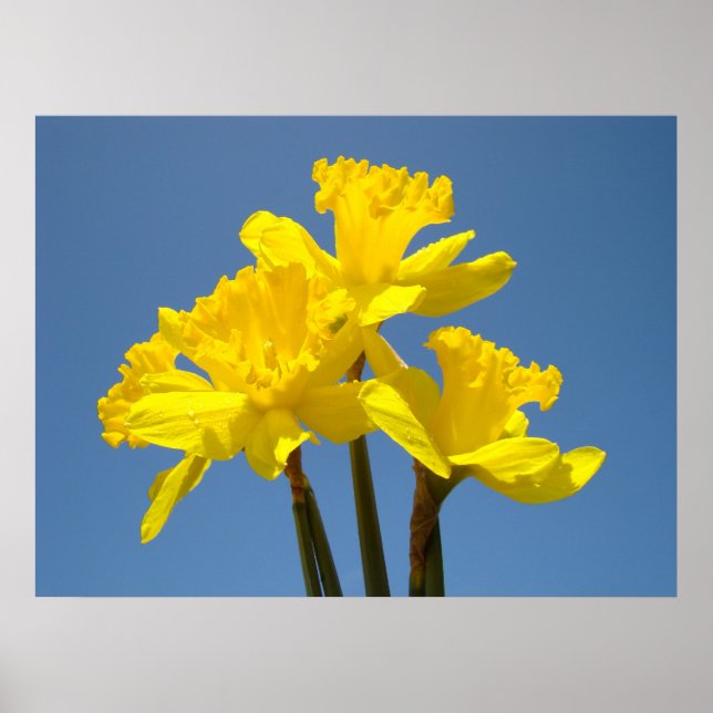 Impressões artísticas de buquê de narcisos amarelo (Frente)