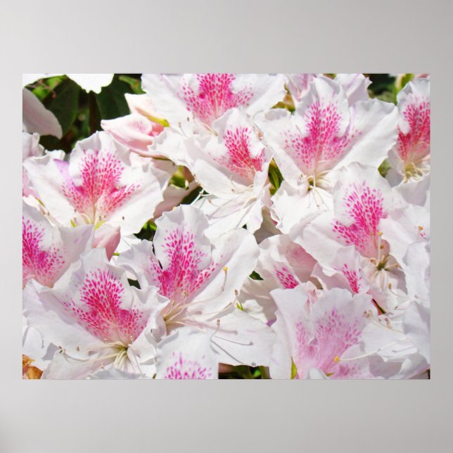 Impressões artísticas de flores de Azaléia Rosa Br (Frente)
