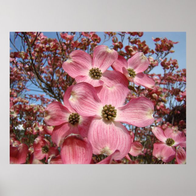Impressões artísticas de flores de dogwood na prim (Frente)