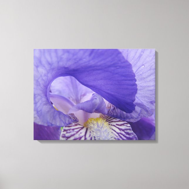 Impressões artísticas de flores de Íris em tela Ír (Frente)