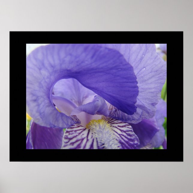 Impressões artísticas de Flores de Íris Roxa Irise (Frente)