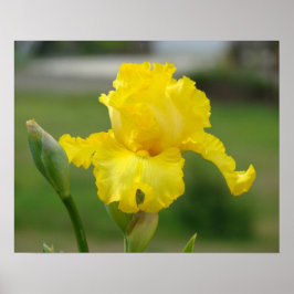 Impressões Artísticas de Flores Íris Amarelas Íris