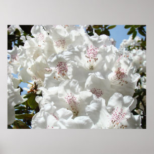 Impressões artísticas de Rhododendrons Arte floral