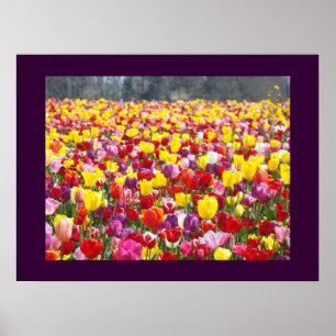 Impressões Artísticas do Festival de Flores de Tul