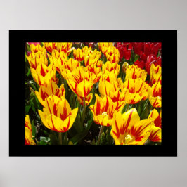 Impressões artísticas do Festival de Tulipas Amare