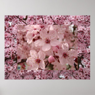 Impressões das flores da árvore do primavera do