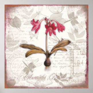 Impressões de arte botânica Vintage Amaryllis Bell