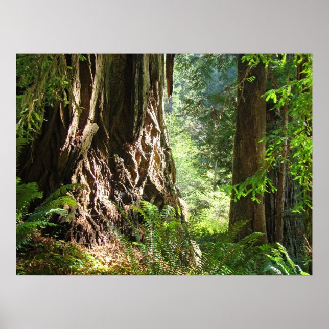 Impressões de arte da floresta de árvores Redwood  (Frente)