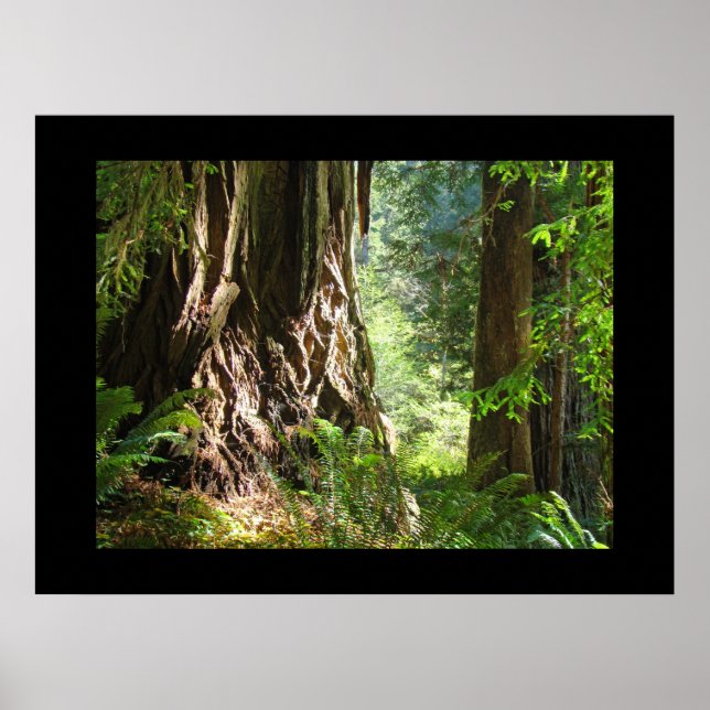 Impressões de arte da floresta de árvores sequóias (Frente)