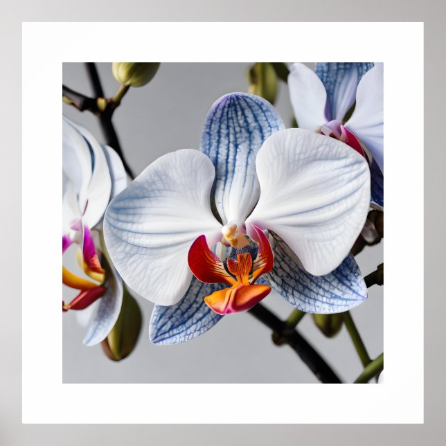 Impressões de Arte das Orquídeas Phalaenopsis Azul (Frente)