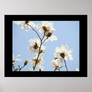 Impressões de arte de céu azul Flor de Magnólia Br