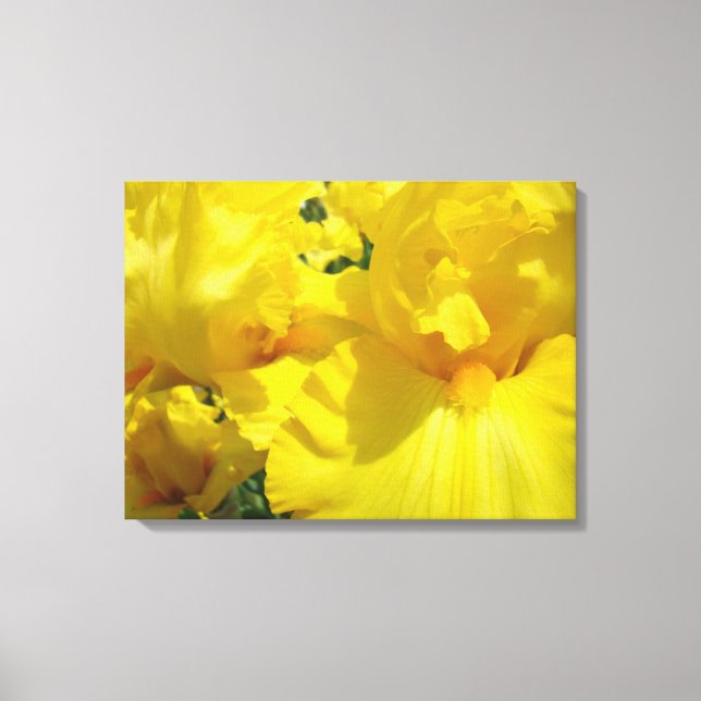 Impressões de arte de flores de Íris Amarela em te (Frente)