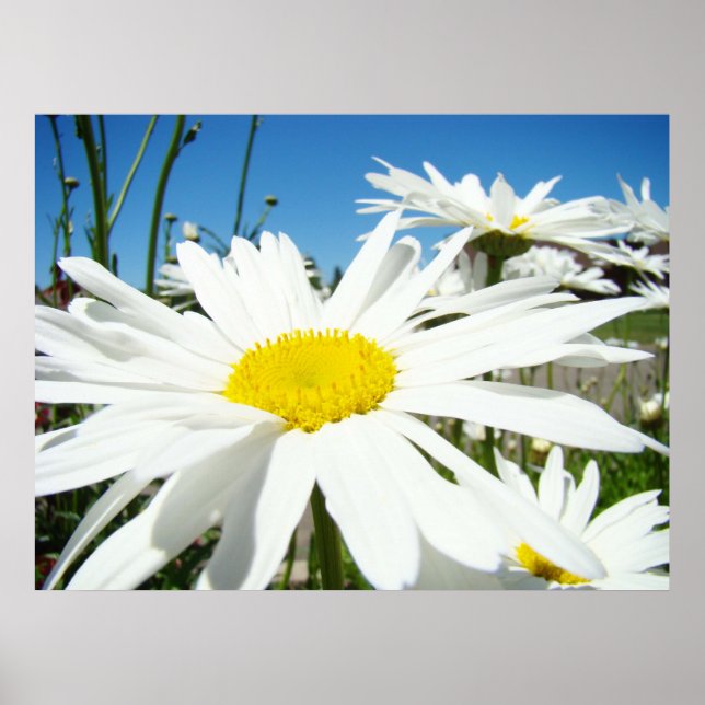 Impressões de arte de flores de margarida Margarid (Frente)