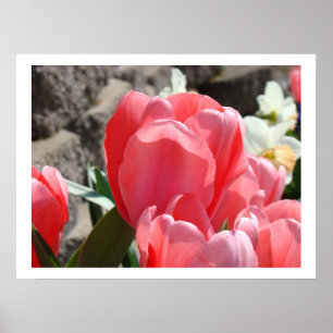 Impressões de arte de flores de tulipa floral rosa