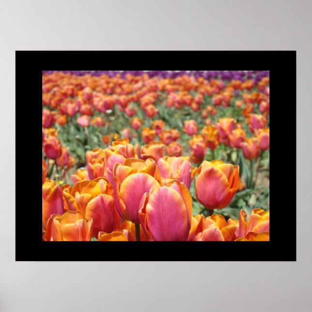 Impressões de arte de flores de tulipas coloridas  (Frente)