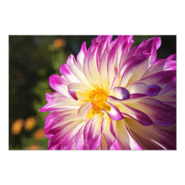Impressões de Arte de Fotografia de Dahlia Flores