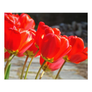 Impressões de Arte de Fotografia de Tulipa para Es
