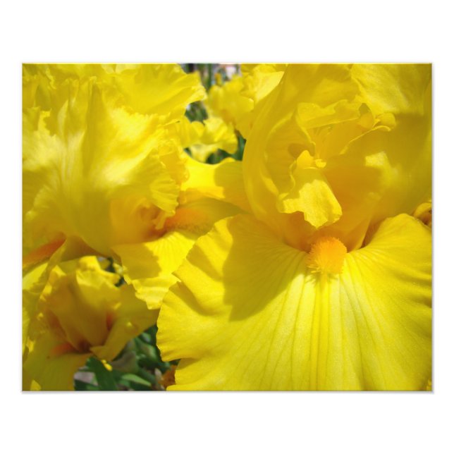 Impressões de Arte de Fotografia Flores de Íris Am (Frente)